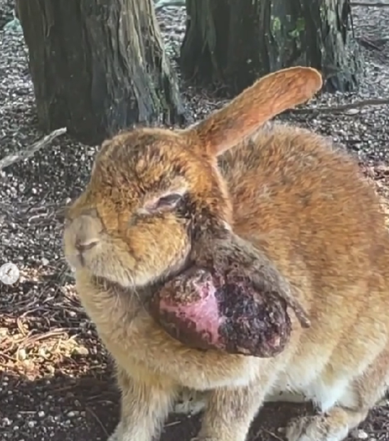 大久野島ではうさぎさんが病気で苦しんでも環境省の方針で獣医に見て