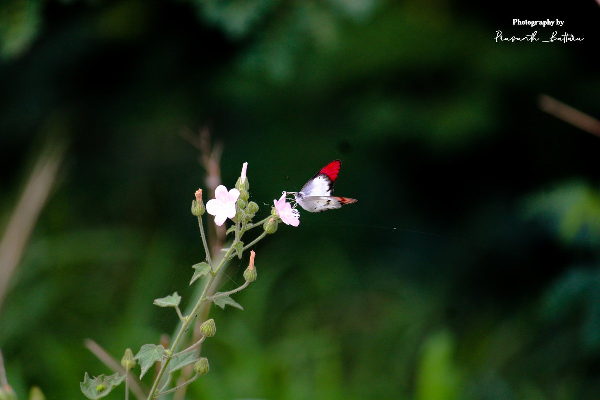 PrasanthBattaru's tweet photo. 🌿✨ Today, I ventured into a beautiful forest by the lake. The air was alive with tiny birds and vibrant butterflies. 🦋 Spotted this stunning butterfly with a gorgeous red and white color palette! Nature’s design is simply breathtaking. #naturephotography #butterflybeauty https://t.co/E0n7IthqjX