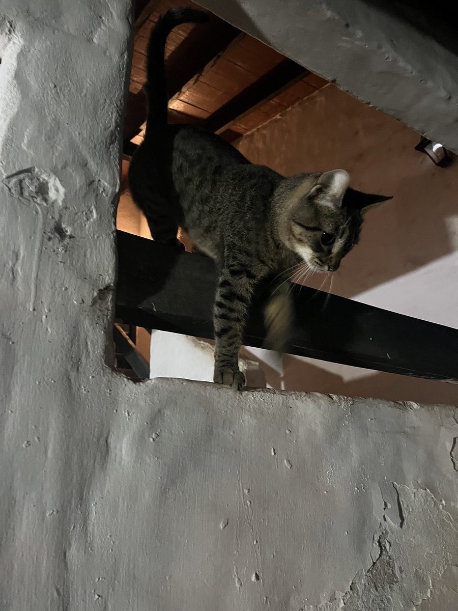 Esta gatita muy mimosa me siguió 2 cuadras y no sé si está perdida con este frío. Barrio Herrera - Asunción 🥲