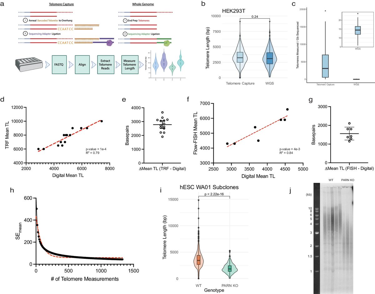 benagen3571's tweet image. Digital telomere measurement by long-read sequencing distinguishes healthy aging from disease! It was published at Nature communications.  #nanopore #long-read