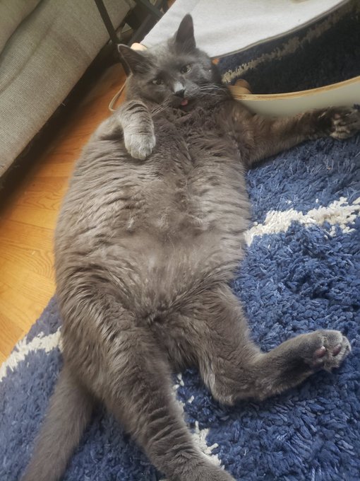 What's this about SWers not posting our pets?  Enjoy some Castle Greypaw being goofy (he gets it from