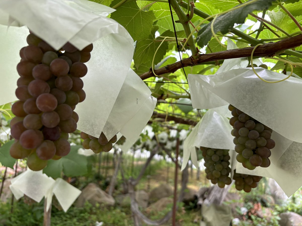 タッキーの田舎道楽@山形 tweet media