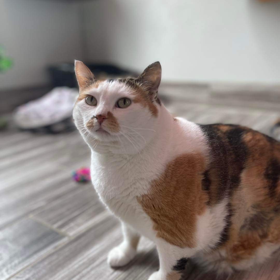 Furry Friends Refuge tweet media