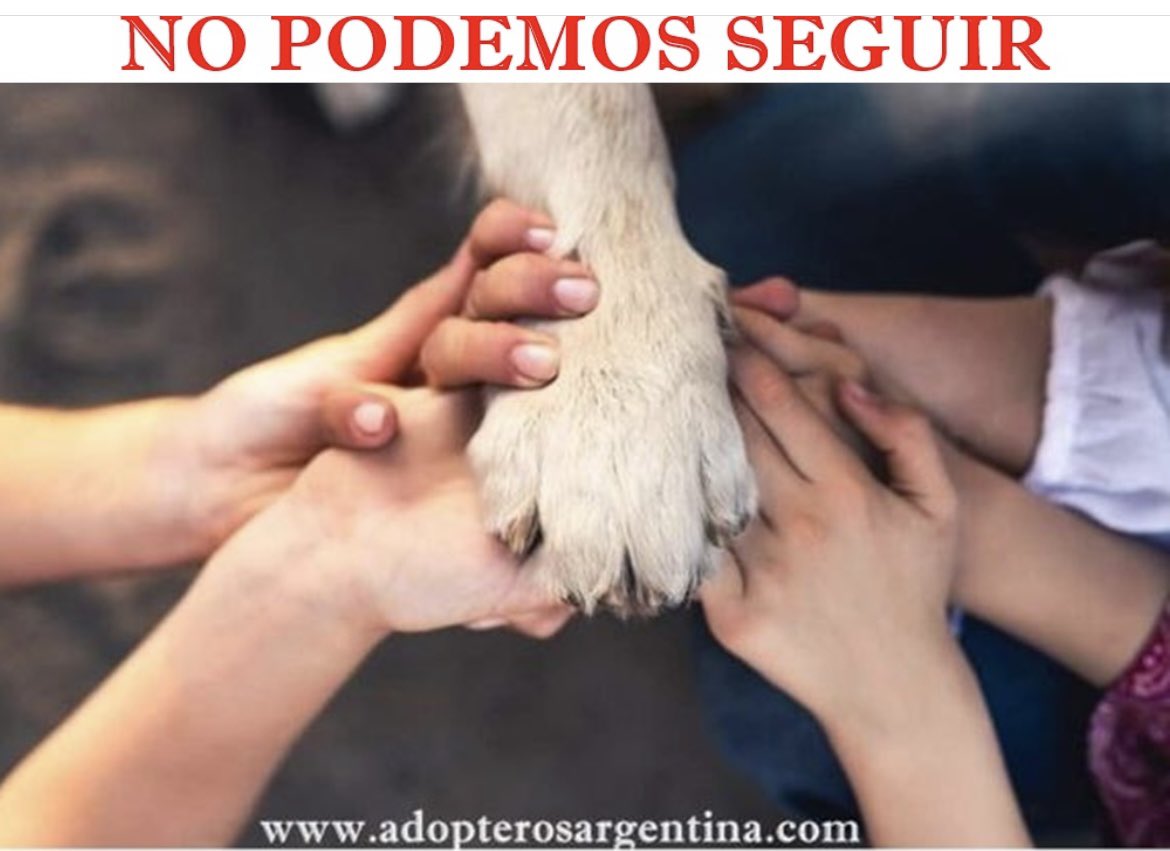 Adopteros Argentina tweet media