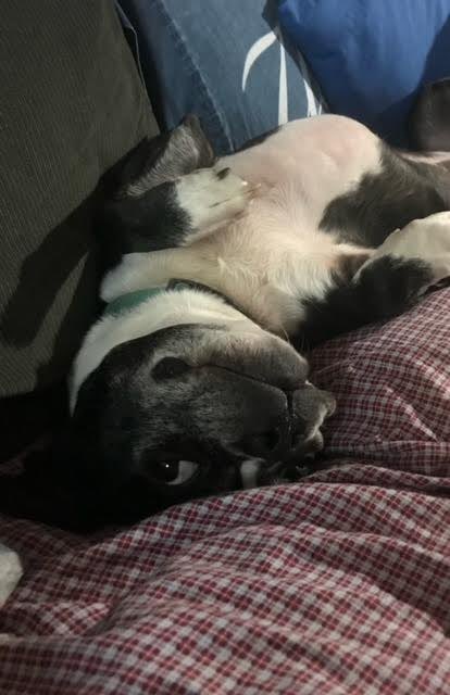 NEBTR's tweet photo. Shad is Ready for Adoption!

💚
 
Hey, I’m Shad! I’m a goofy 4-year-old good boy searching for a very special forever home.

If you meet the requirements and would like to apply to adopt Shad, please click here:
https://t.co/VdtpqOtwrG https://t.co/J7IzKRBPUI