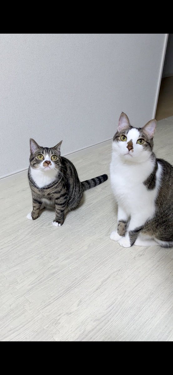 ごっさん tweet media