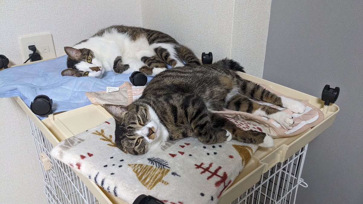 ごっさん tweet media