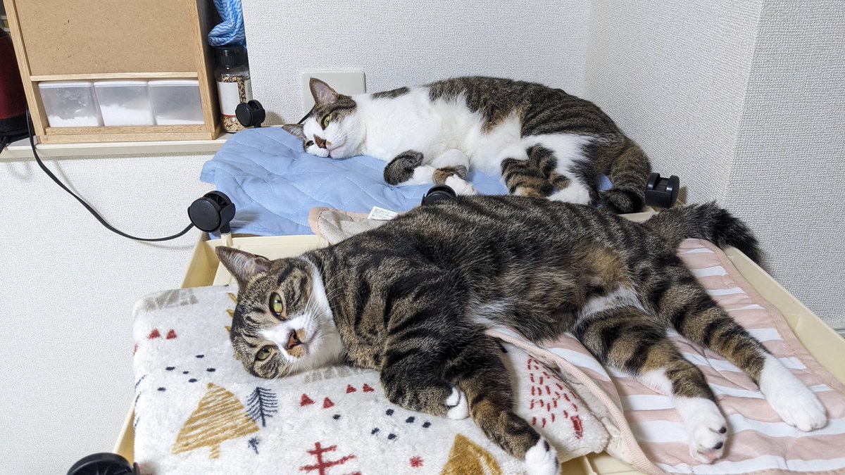 ごっさん tweet media