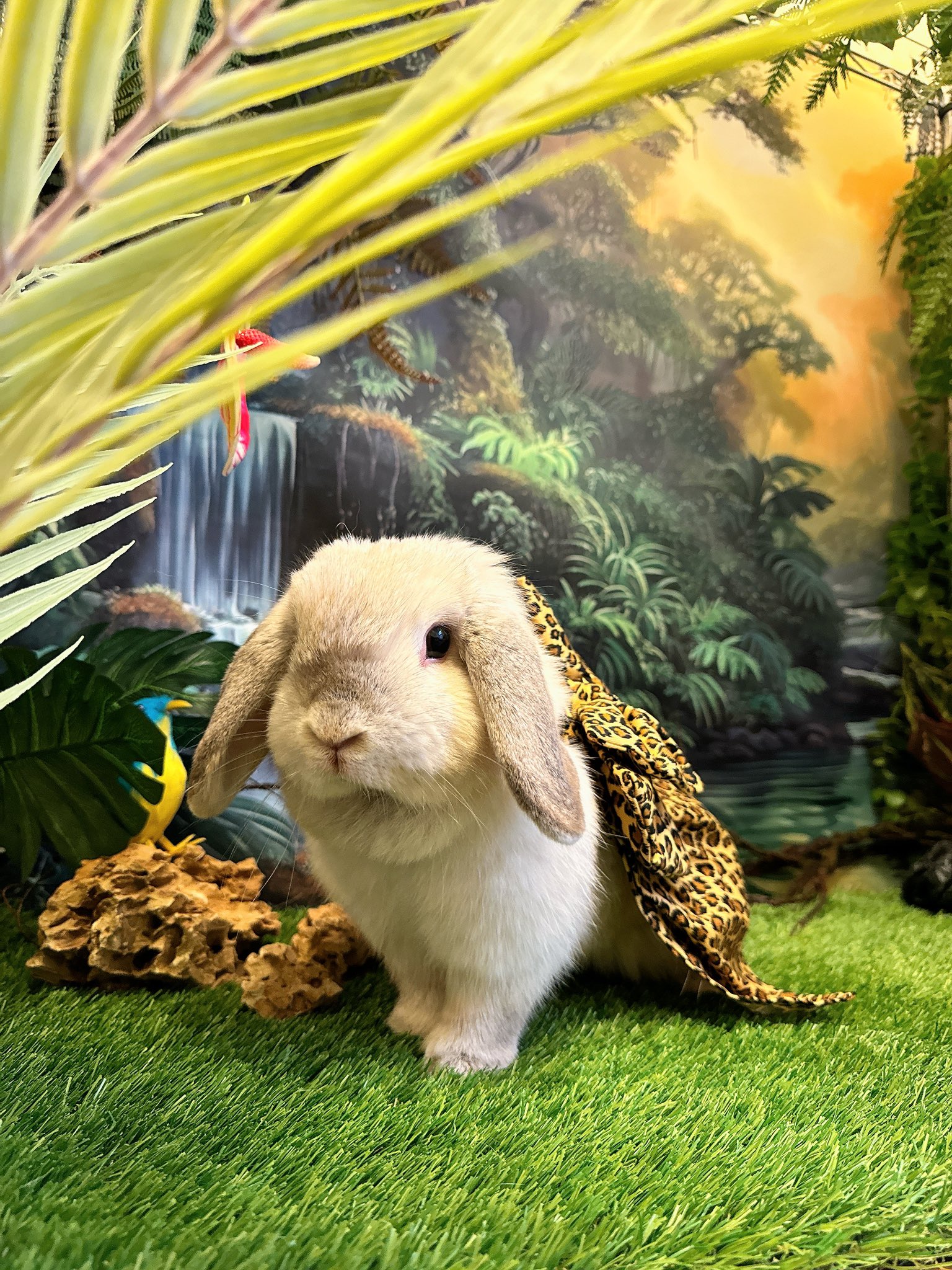 群馬県伊勢崎市】うさぎ専門店FAIRY RABBIT (@FAIRYRABBIT0812) / X