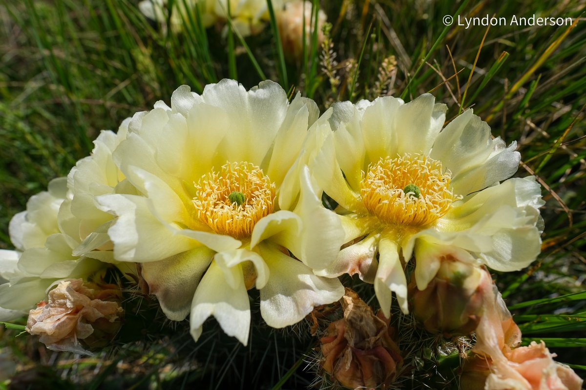 Prickly pear cactus flowers. Taken on June 30, 2024 in Burleigh County, N.D.