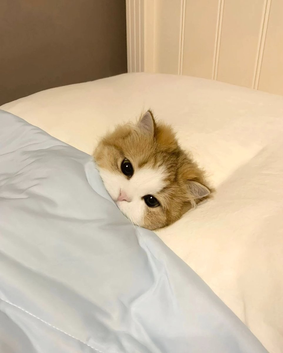 comfy in bed
