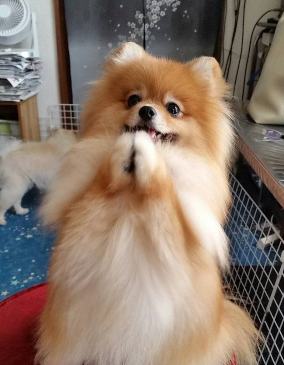 lyonnettechu's tweet photo. puppy puppy🐶
#viewbenyapa https://t.co/xthNklSkXG