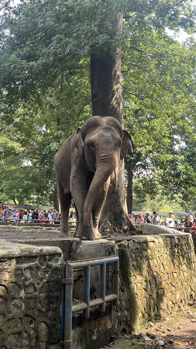 ithadha2's tweet photo. alih alih nyenengin anak liat gajah ehehehehehehehe 
ga deng kebetulan anaknya juga demen gajah🐘🐘🐘🐘 https://t.co/spJdYINHxH