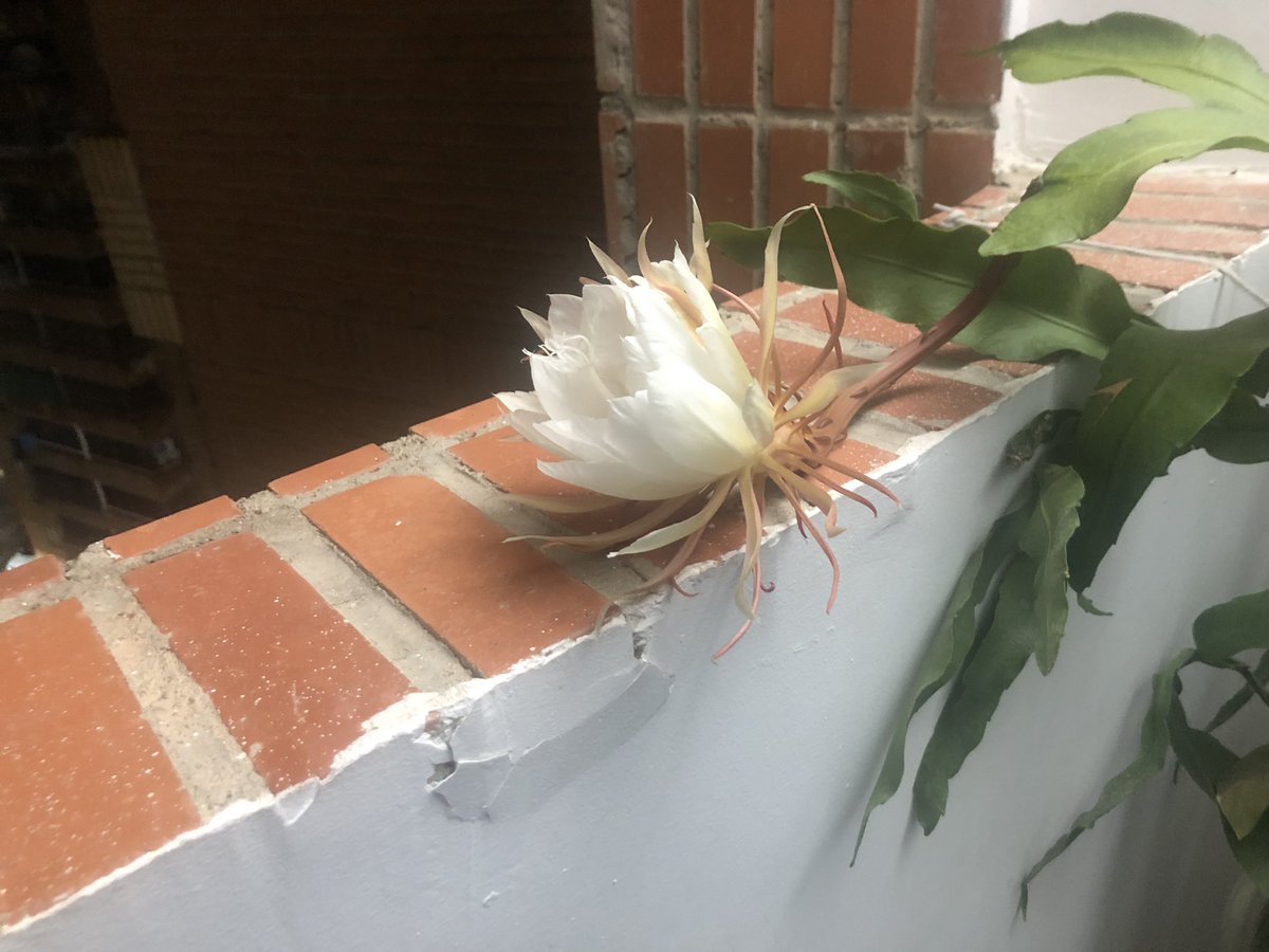 JoseRad67173473's tweet photo. @afoca13 Mi planta solo da 1 o 2 floraciones. Pero me hace muy feliz. https://t.co/MmkzyYnYtI