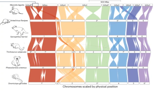 HoggCarolyn's tweet photo. Bilbies are weird! Chromosome 1 is massive - 934 Mbp - that's bigger than some fish genomes.

Their X-chromosome has fused to the end of chromosome 2 - making the X the second largest chromosome. Our synteny map shows how they differ to other marsupials https://t.co/lcBxATXIWx