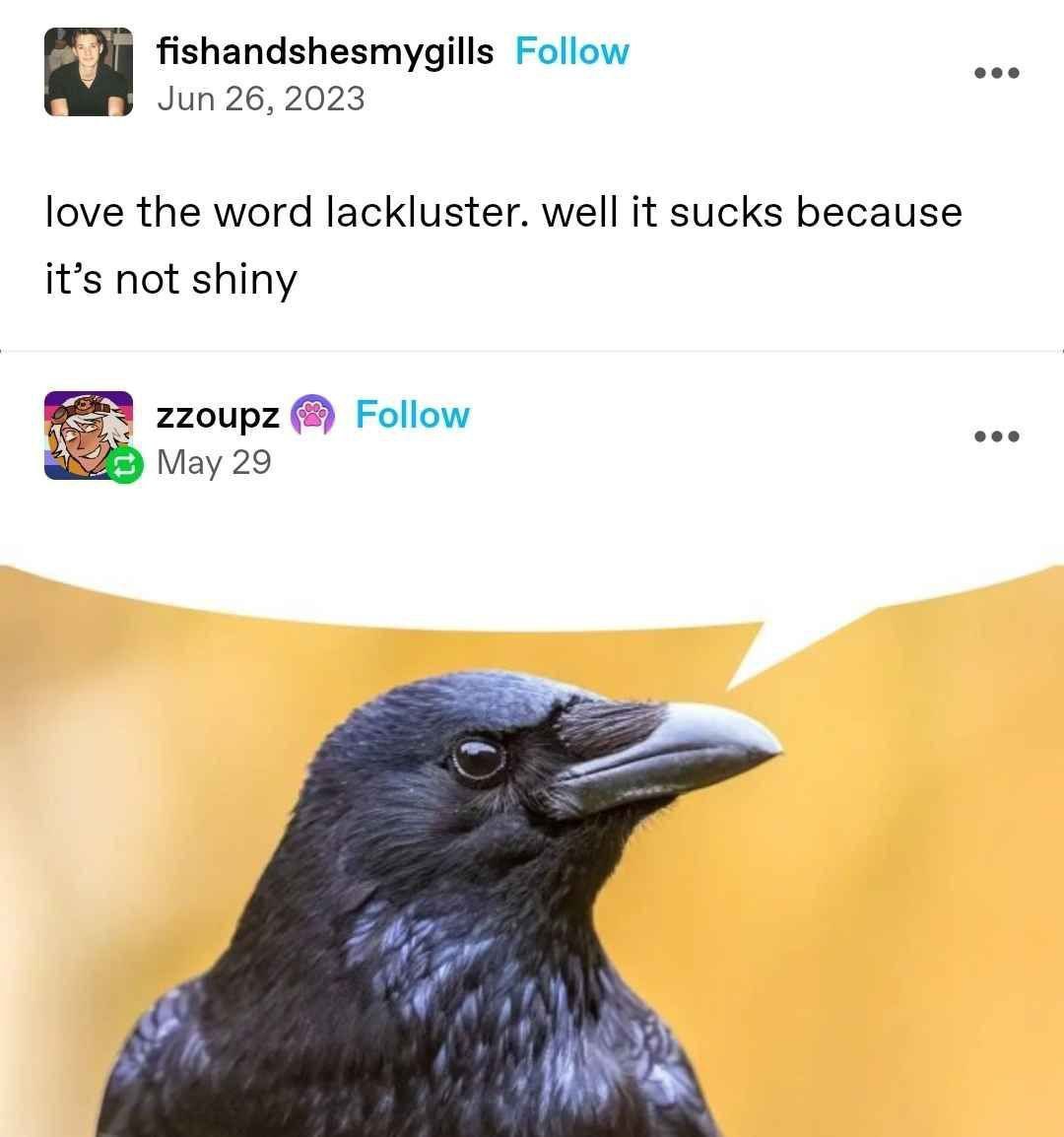 Corvids Daily tweet media