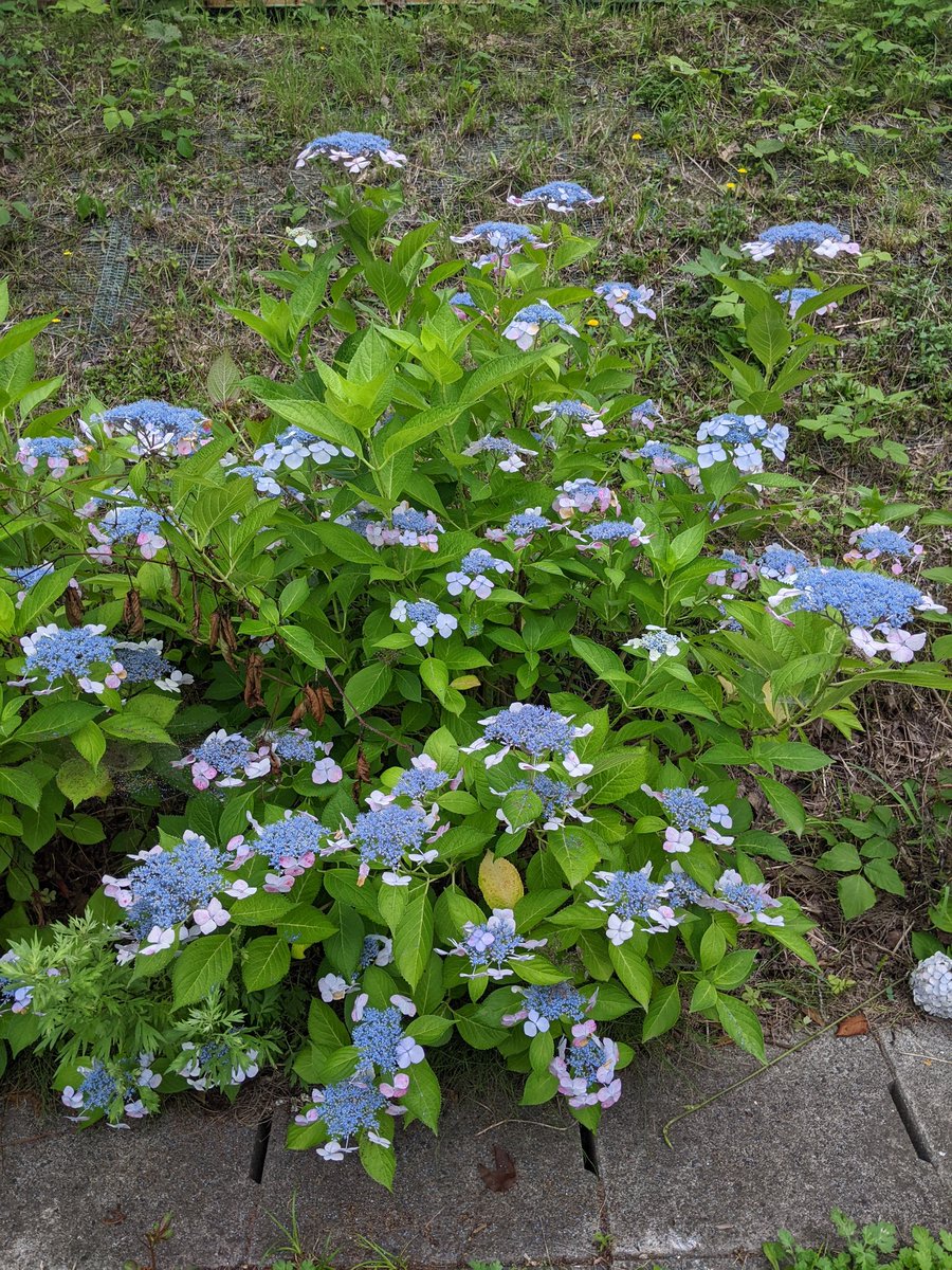 おはようございます!
今日の散歩
#石丸伸二を応援します
