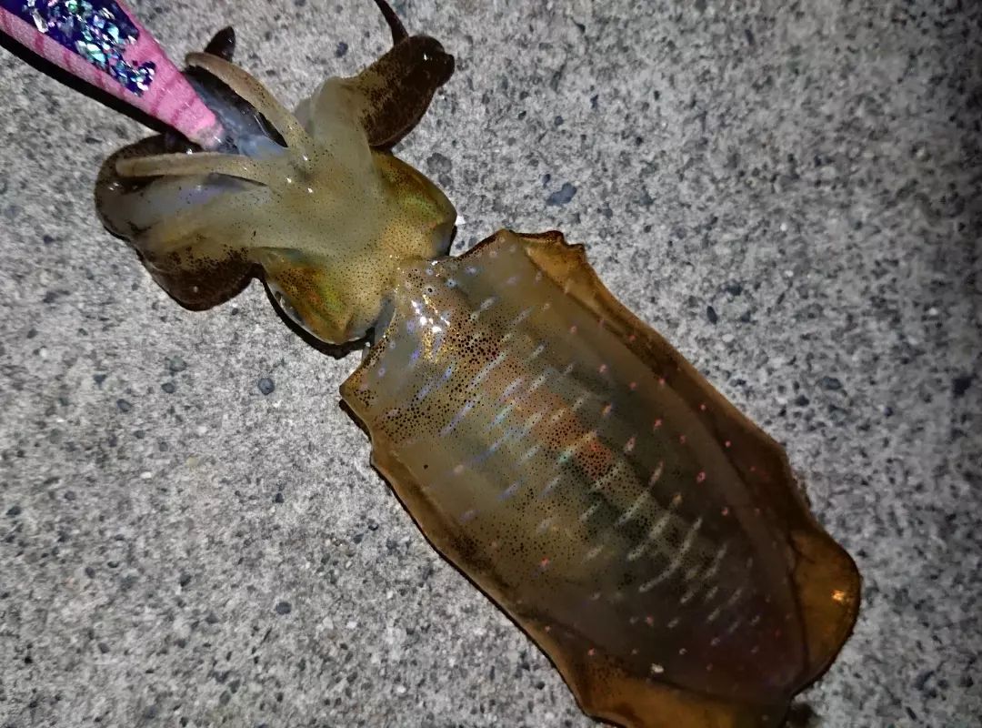 Trlytre's tweet photo. 昨日の仕事終わりに先輩二人で🎣
土曜日と満月ということでどこも人がいっぱい💦
それならとあえて人気の漁港でやり始めお互いちびイカ4杯の釣果🦑
#釣り #釣り好き #釣り好きと繋がりたい #釣りが好き #釣り好きな人とつながりたい #釣り好きな人と繋がりたい #エギング #エギング好きな人 https://t.co/yXhvJ4AlSO