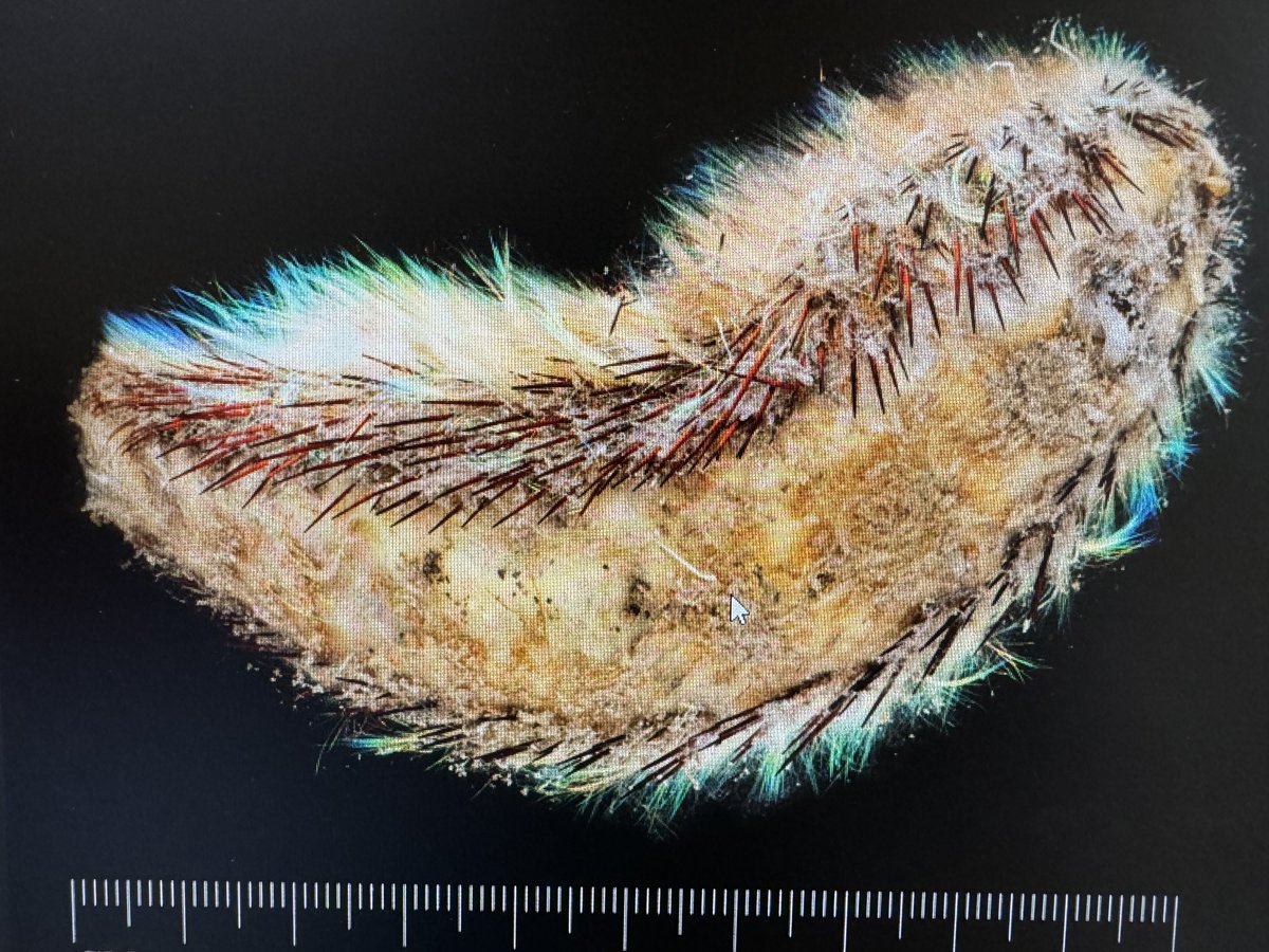 Emma Sherlock (@emmasherlock4) on Twitter photo Happy #InternationalPolychateDay!!!
A gorgeous sea mouse from the <a href="/NHM_Science/">Science at the Natural History Museum</a> collections to brighten your day. Happy #InternationalPolychateDay!!!
A gorgeous sea mouse from the <a href="/NHM_Science/">Science at the Natural History Museum</a> collections to brighten your day.