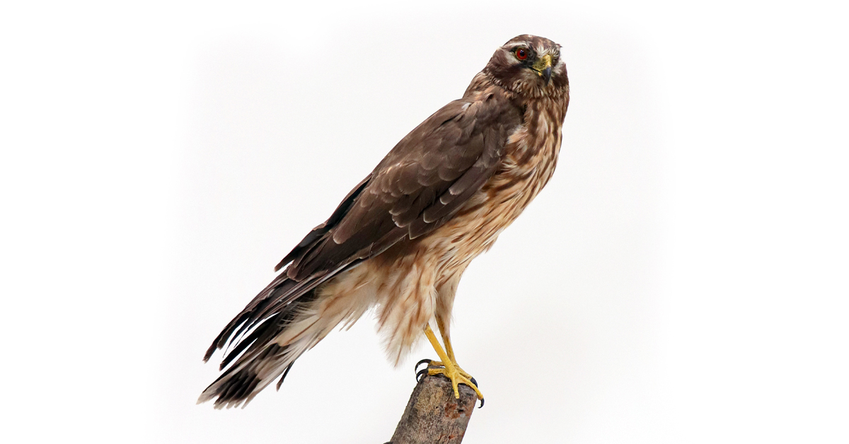 LancsMuseums's tweet photo. Lancashire's Forest of Bowland is an area of outstanding natural beauty that is designated as a National Landscape. With an area of 280 square miles, it is a stronghold of the hen harrier, one of England's most iconic birds of prey.
https://t.co/l5VpZuAN2X
#50LancashireObjects https://t.co/YJdZNGlImh