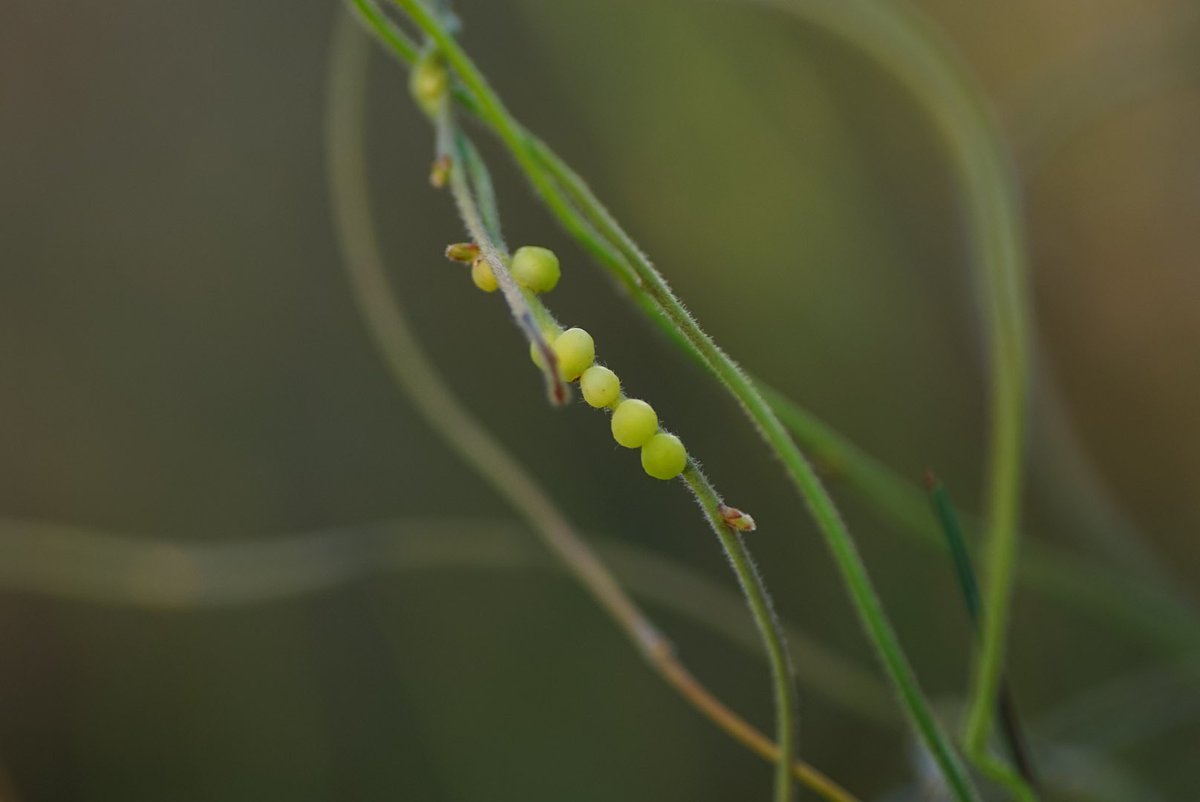 lost_in_botany's tweet photo. More Galls on #Cassytha racemosa! Second place I have come across these galls that seem to be formed in a similar fashion to their haustoria!! https://t.co/RXys2kp9fo