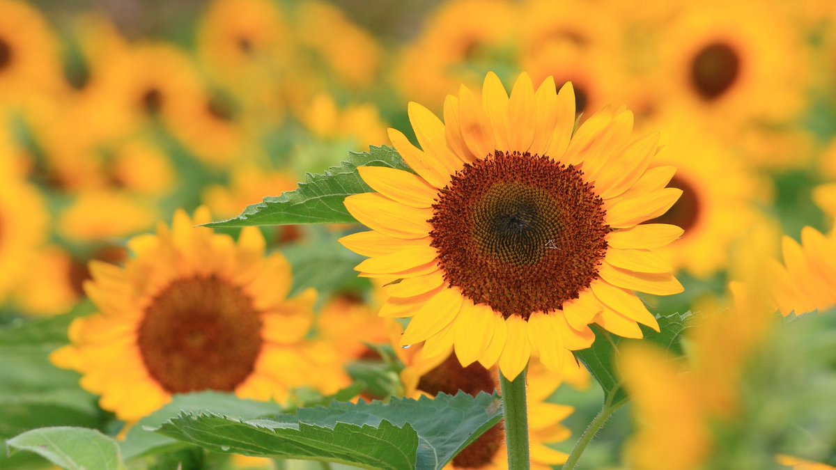 Sheffield Hallam University Multifaith Chaplaincy tweet media