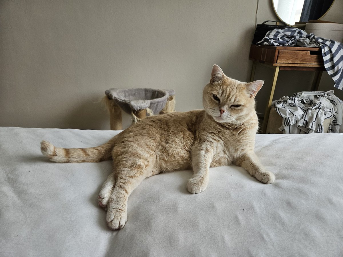 Draw me like one of your french cats