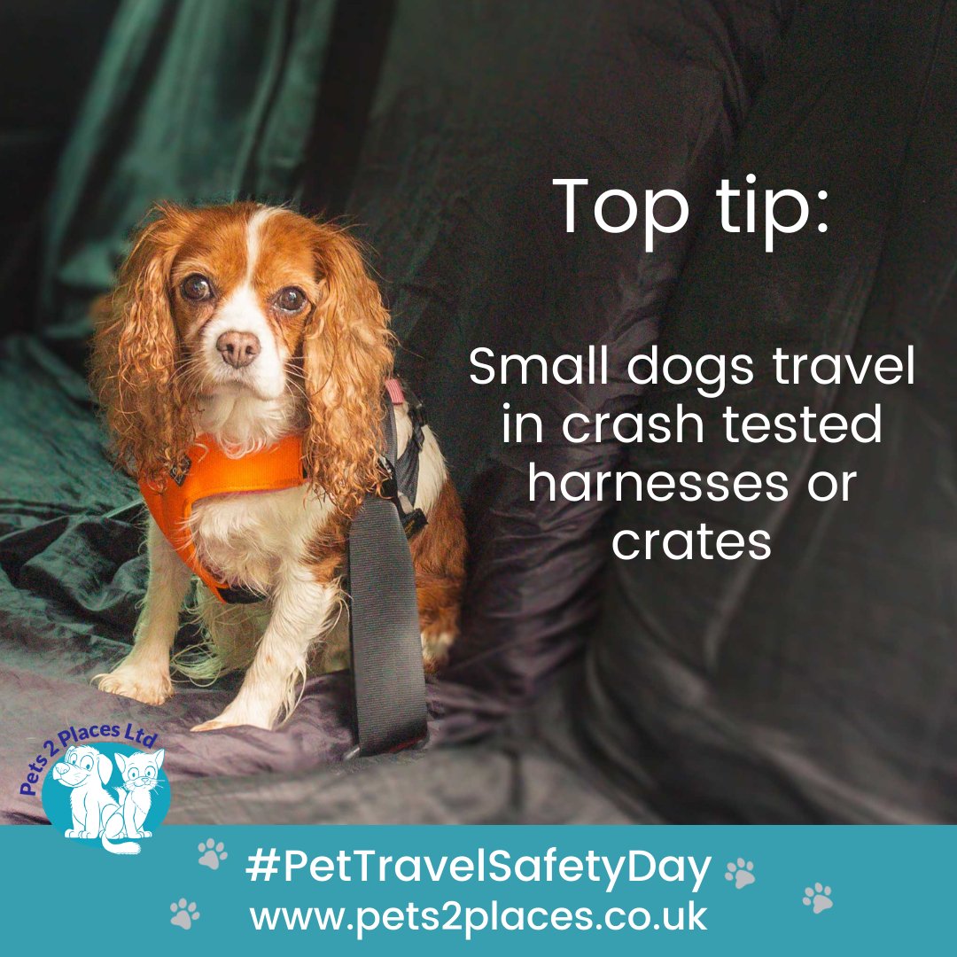 #pettravelsafetyday #pettravelsafetydayUK
#pets2places #pets2placespontefract 
#pettravelsafetyday2024