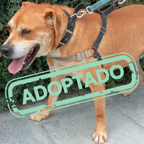 cpamadridsalud's tweet photo. PEPE encontró un hogar❗️
No quieres un compañero incondicional⁉️
Dales una segunda oportunidad 🐱🐶
ℹ️👉https://t.co/AqXpAopNVC
#AdoptaNoCompres #adopcionresponsable
La mejor opción es la adopción https://t.co/DBiofNygsG