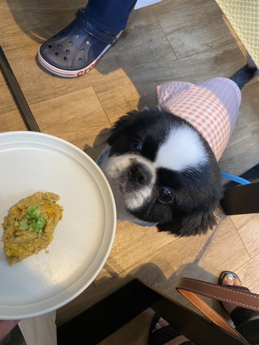 愛犬と中目黒カフェへ😆マンダリンブラザーズはワンコグッズが豊富だしワンコメニューだってある🐻&zwj;❄️🐼 https://t.co/d1vBZK9Kih<a href="/tag/tae"class="tags"><span>#tae</span></a><a href="/tag/maki_tomoda"class="tags"><span>#maki_tomoda</span></a><a href="/tag/yuu_kawakami"class="tags"><span>#yuu_kawakami</span></a><a href="/tag/andu072"class="tags"><span>#andu072</span></a>