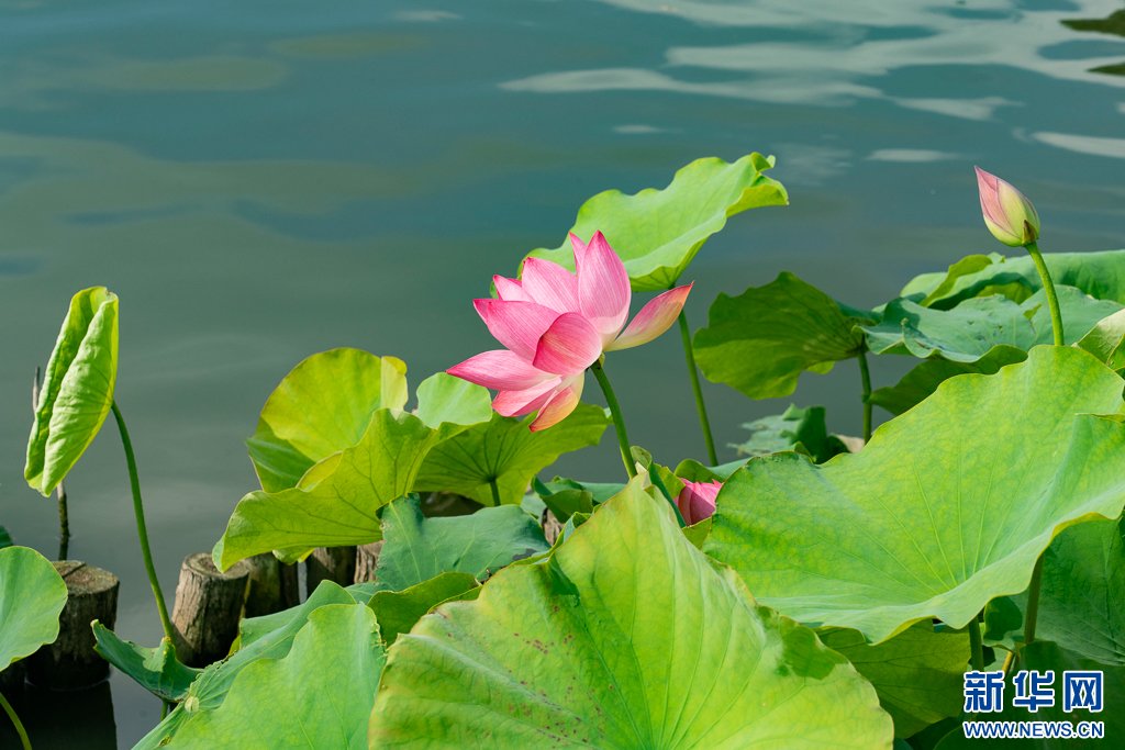 PDChinese's tweet photo. 【雲南昆明：嬌艷荷花開 美景引客來】近日，雲南省昆明市大觀公園又迎來了賞荷季，園內荷花千姿百態，競相綻放，吸引了不少遊客前來觀賞遊玩。嬌艷的荷花與園內其他建築、遊客相映成趣，構成一幅幅美麗的畫卷。 https://t.co/JCiO9KrYHV