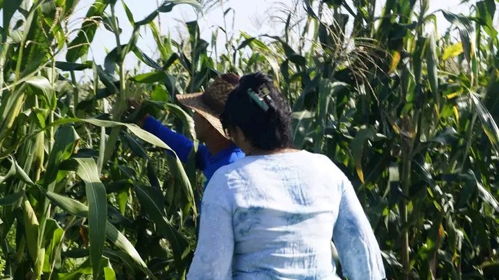 YudelkisOrtizB's tweet photo. Los domingos son excelentes para recorrer polos productivos o áreas en desarrollo agrícola, así chequeamos las potencialidades para el autoabastecimiento.
En #Campechuela  encontramos al joven Rosell que inspira por su humildad, trabajo y ejemplo en la producción de alimentos. https://t.co/RSRXSJxFfm
