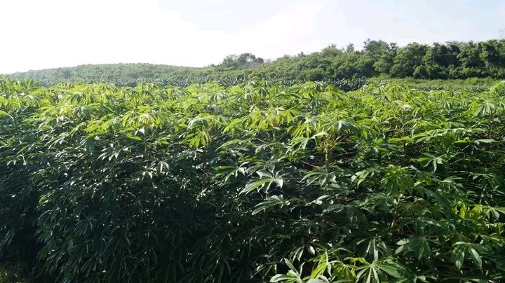 Los domingos son excelentes para recorrer polos productivos o áreas en desarrollo agrícola, así chequeamos las potencialidades para el autoabastecimiento.
En #Campechuela  encontramos al joven Rosell que inspira por su humildad, trabajo y ejemplo en la producción de alimentos.