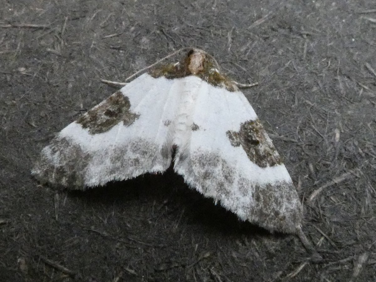 AlanCripps1's tweet photo. 3 I'm not sure on from last night. Common Wainscot? in the middle but no idea on 1 and can't find 3 among the Carpets. Thanks in Advance @MOTHIDUK https://t.co/heDYGTRqIO