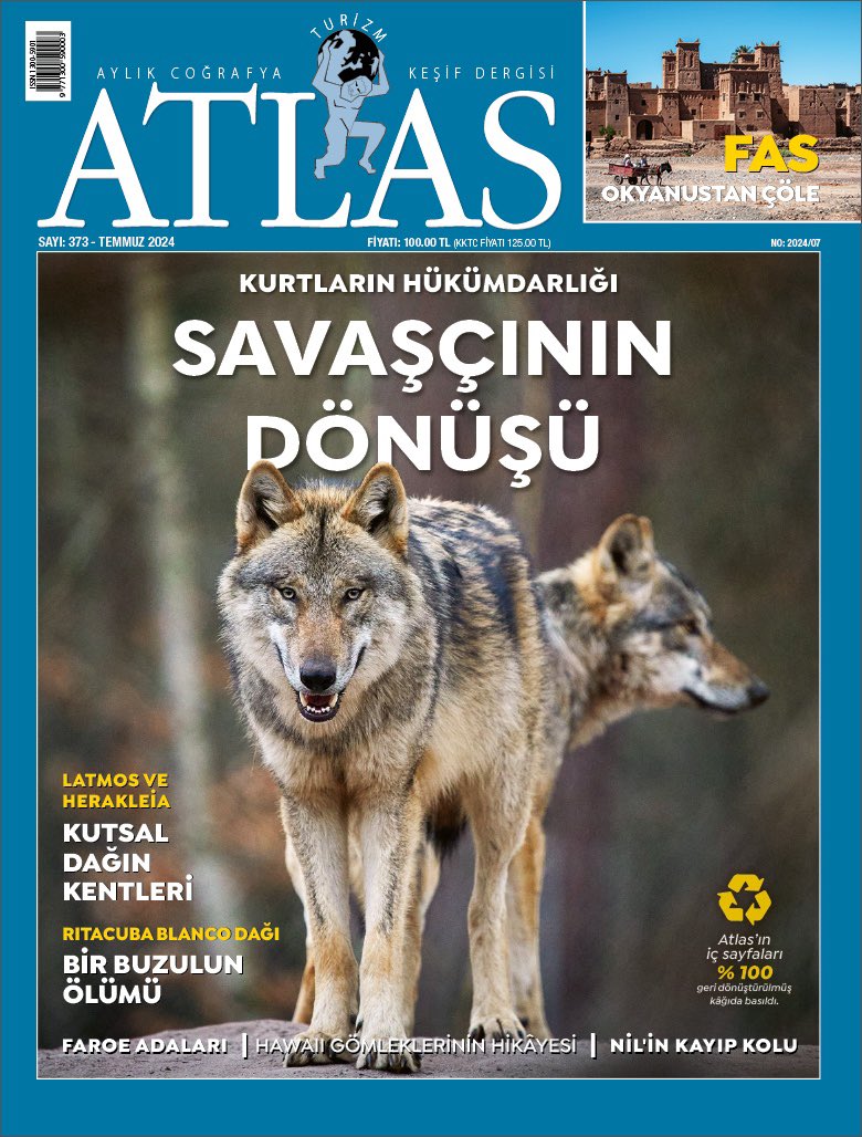 Zor şartların savaşçısı...

Avrupa’nın özellikle batı kesimlerinde kurt varlığı yüzyıllar boyunca süren avlarla kimi ülkelerde tamamen sona erdirildi. Ancak bu yok oluş bir dizi ekolojik soruna yol açınca av yasaklandı, kurtlar koruma altına alındı. Kurtlar, bir dizi çatlak sese