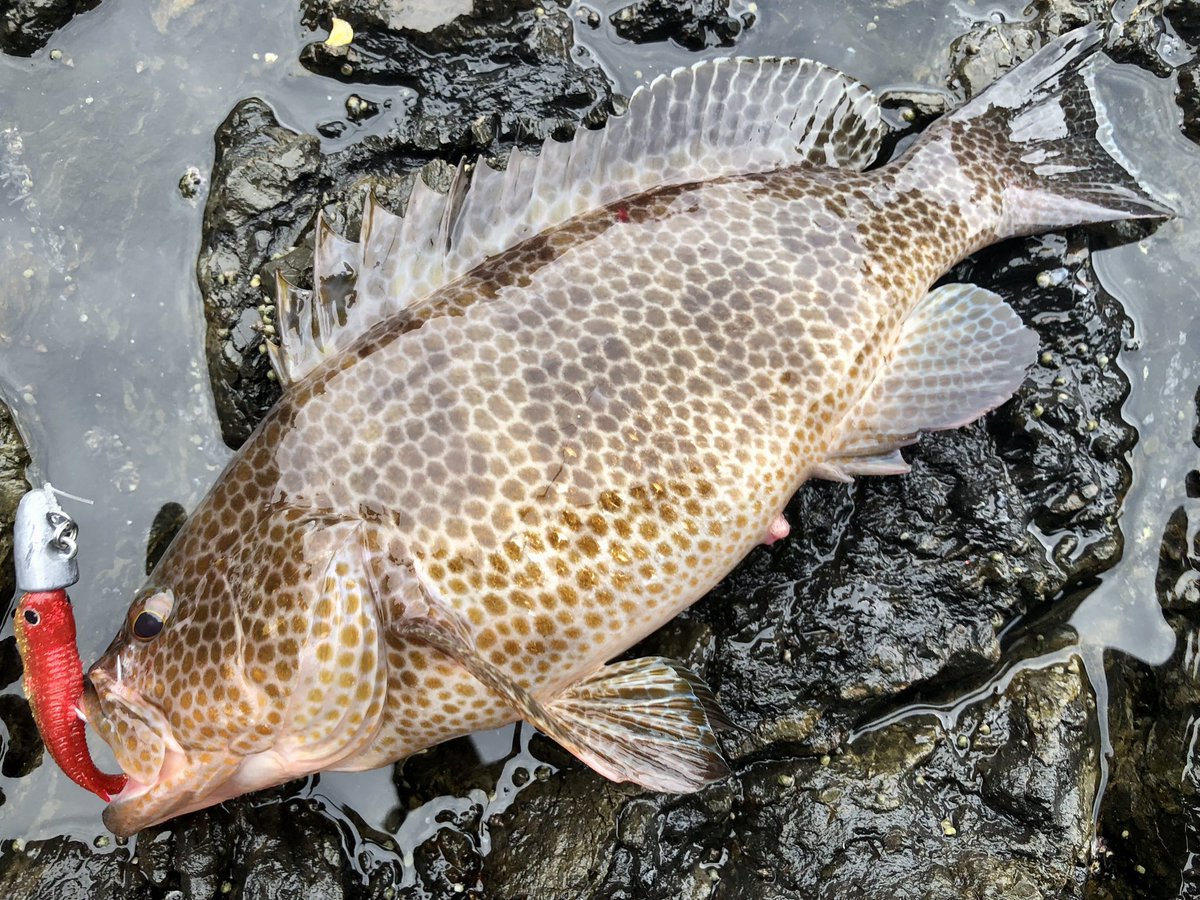初夏のタマンゲーム！
サラシの中をジョルティでゆっくり探るとガゴンッと強烈なバイト😅
根の中に猛突進するタマンを無理やり止めてなんとかランディング成功
67センチでした
そしてこの釣りはルアーのシングルフック化が必須
なんせ引きがやばい笑
磯のダンプカーの異名は伊達では無かった
#タマン