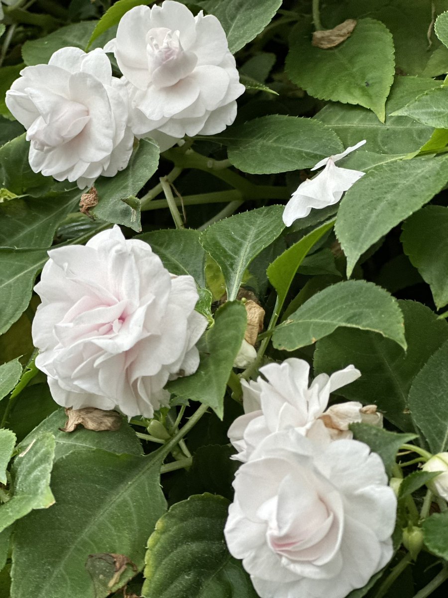 平静的疯感。 要去下一个地方了