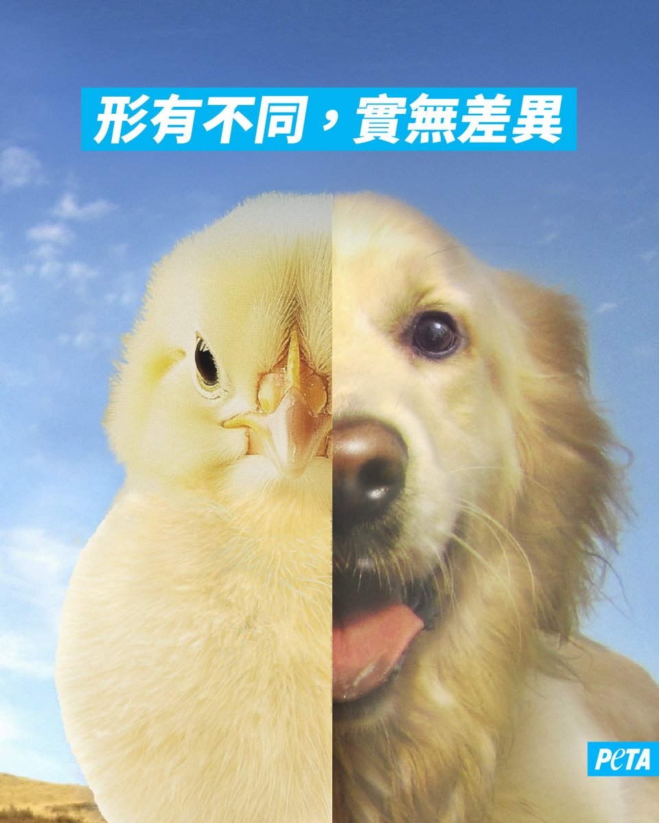 你知道嗎？雞和狗狗一樣，會表達多種不同情緒，也會感受到痛苦。雞非常聰明，不僅擁有很強的記憶力，甚至能進行數學推理和複雜的溝通。雞不是弱小的代名詞，他們會為了守護家人而做出非常英勇的舉動🐤

#動物冷知識