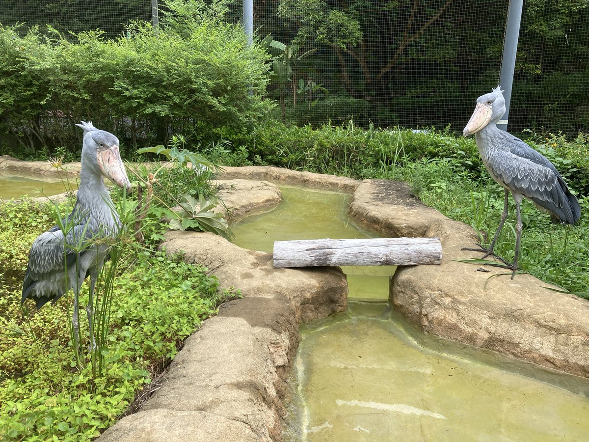 7/7（日）は七夕ですね🎋 同居中は｢ささ｣がプールの左岸側、｢カシシ｣が