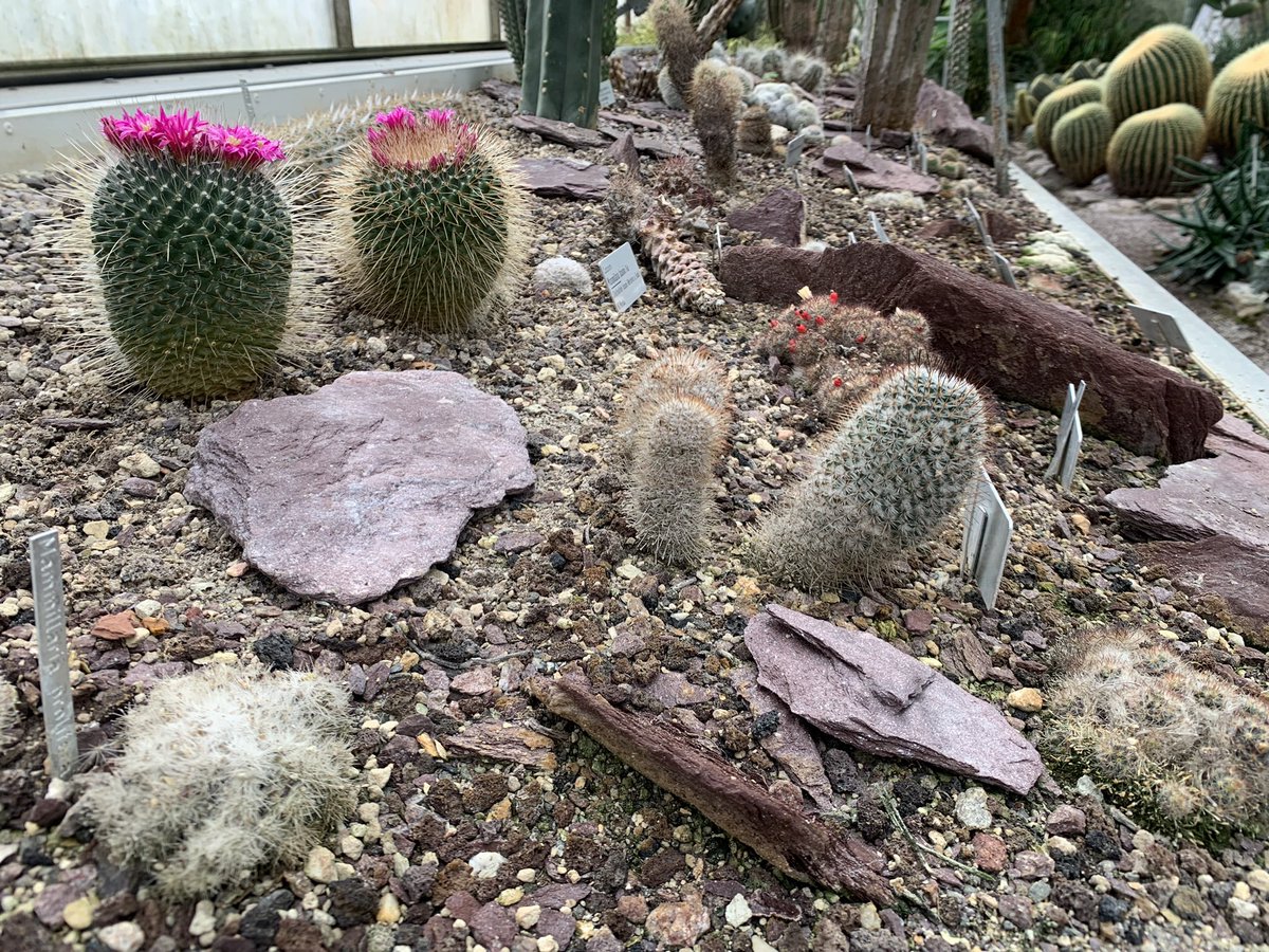 NIChardon's tweet image. First day as new Director of the St.Gallen @stadtsg Botanical Garden in Switzerland and saying hi to my favorite ecosystems: desert and alpine 🌵🏔️ Looking forward to bringing more public events and research to this beautiful garden!