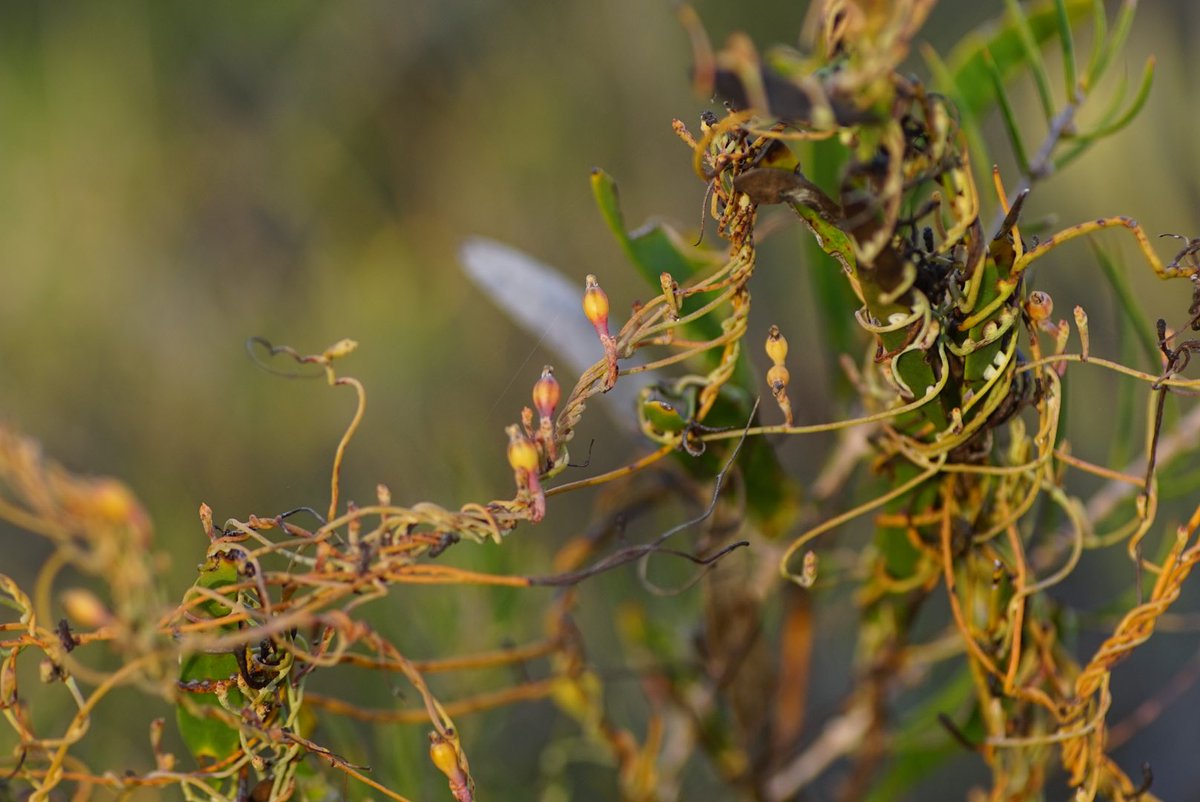 lost_in_botany's tweet photo. #Cassytha glabella enjoying its life! Not in flower but its fruits are all over! Supposedly edible, anyone tried them ๐ง https://t.co/uIqYZR2rZD