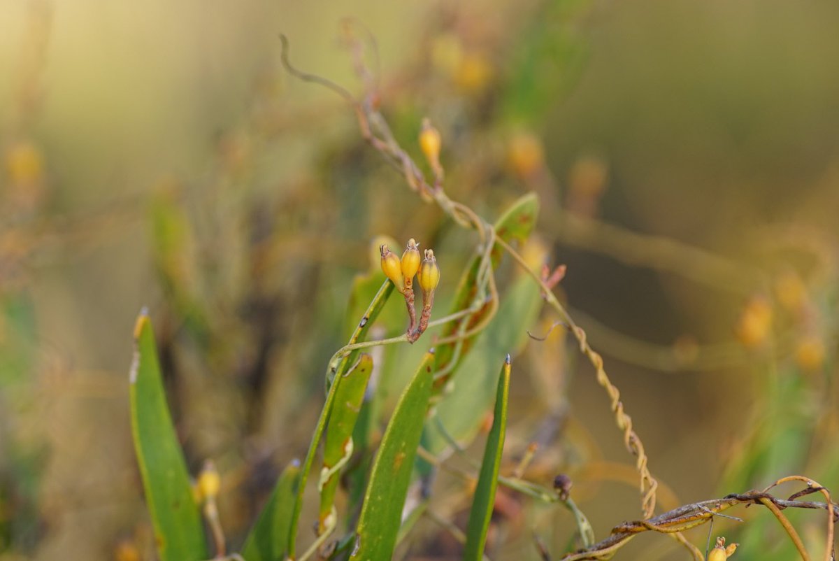 lost_in_botany's tweet photo. #Cassytha glabella enjoying its life! Not in flower but its fruits are all over! Supposedly edible, anyone tried them ๐ง https://t.co/uIqYZR2rZD
