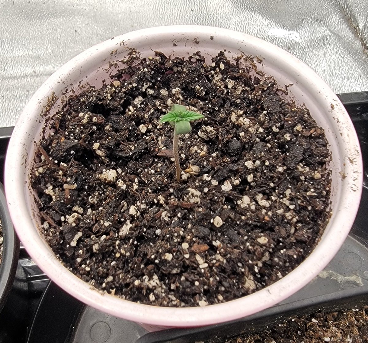 AlienFogMachine's tweet photo. Day 1 #BlueberryOG #TrippySoloCupChallenge @Slim_Jezuz710
@BarneysAms #spiderfarmer
#homegrown #growyourown #organiccannabis https://t.co/YEjECGoJ45