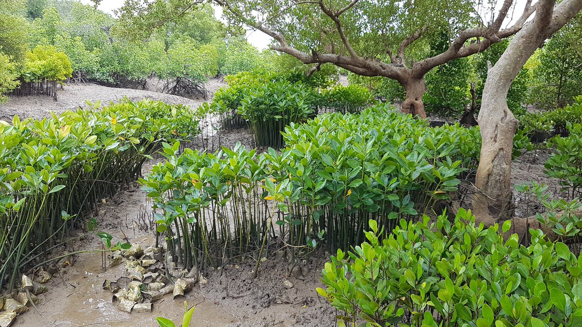 jrtole's tweet photo. Great Week Engaging The Community in Tree and Mangroove Planting focusing on creating awareness for protecting natural resources. https://t.co/mXPNrVzqwK