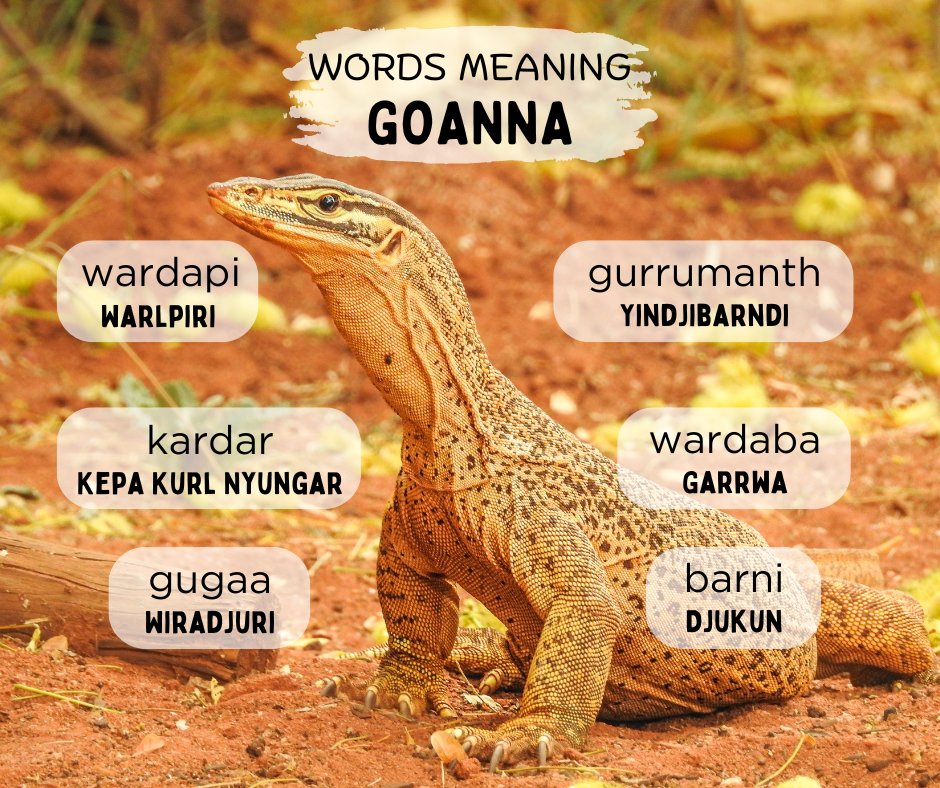 RUIL Unimelb (@indiglang) on Twitter photo Here are six words for goanna in six Indigenous languages.
Listen and learn at the 50 Word Project link below.
50words.online/languages #learnlanguages #IndigenousLanguages
<a href="/ArtsUnimelb/">Faculty of Arts</a>
<a href="/IKI_Unimelb/">Indigenous Knowledge Institute</a> Here are six words for goanna in six Indigenous languages.
Listen and learn at the 50 Word Project link below.
50words.online/languages #learnlanguages #IndigenousLanguages
<a href="/ArtsUnimelb/">Faculty of Arts</a>
<a href="/IKI_Unimelb/">Indigenous Knowledge Institute</a>