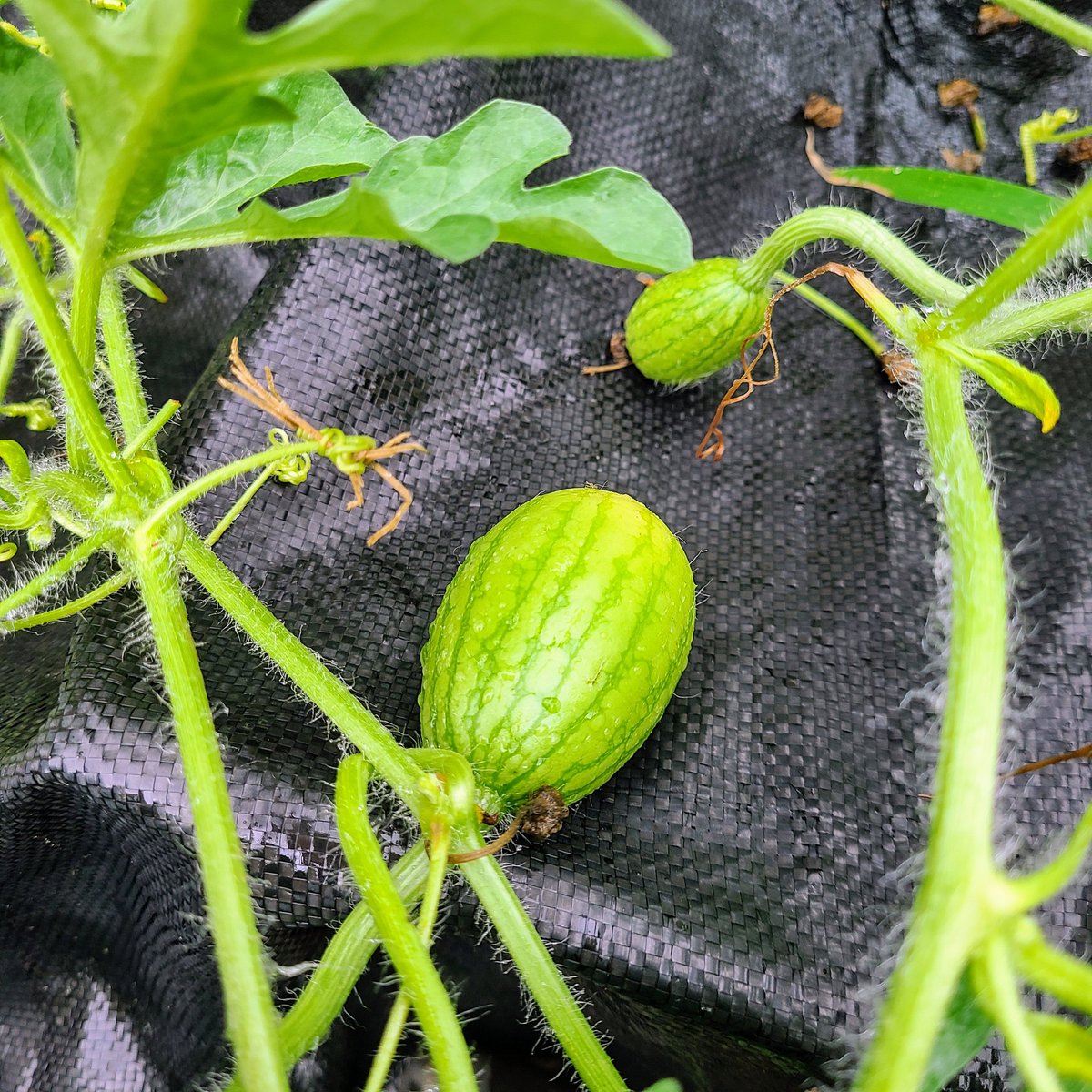 SaeCue's tweet photo. おっ👀💡
来ました来ましたー👏
#小玉スイカ #赤てまり #スイカ #smallwatermelon #watermelon https://t.co/uxrTaS62NP