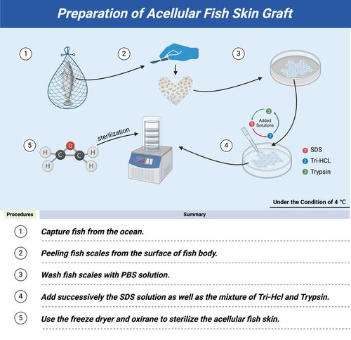 DGArmstrong's tweet image. Discover the benefits of using acellular fish skin grafts for treating diabetic wounds. Learn about clinical translation and how it can prevent amputations. #DiabeticFoot #FishSkin #ActAgainstAmputation diabeticfootonline.com/2024/04/28/ace…