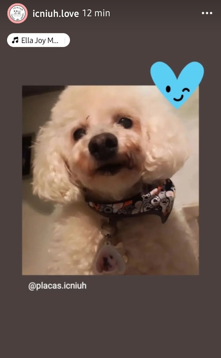 Oskarín Payachito 🐾 tweet media