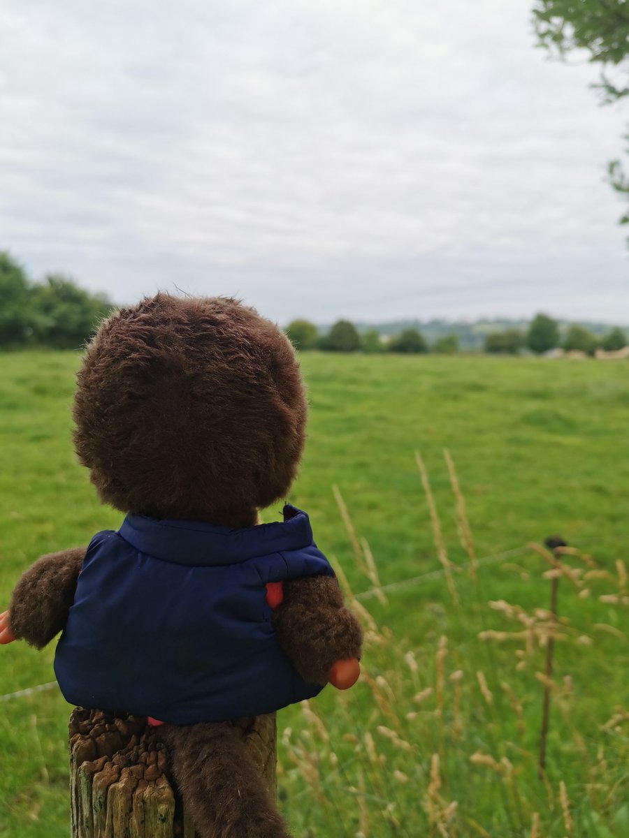 A_Beauc's tweet photo. @FrAgriKiki vient d'arriver pour de nouvelles aventures et il est déjà au travail !
Dixit Kiki : : "je ne pensais pas que les #courgettes et les #concombres pouvaient être aussi gros, je vais essayer de faire attention à mon dos.
Je me sens comme une fleur"
@Fragritwittos https://t.co/F4S55rWoQB