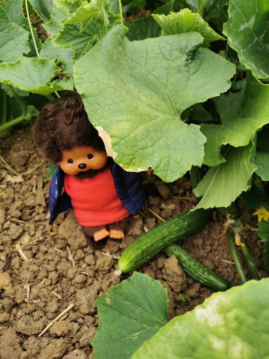 A_Beauc's tweet photo. @FrAgriKiki vient d'arriver pour de nouvelles aventures et il est déjà au travail !
Dixit Kiki : : "je ne pensais pas que les #courgettes et les #concombres pouvaient être aussi gros, je vais essayer de faire attention à mon dos.
Je me sens comme une fleur"
@Fragritwittos https://t.co/F4S55rWoQB